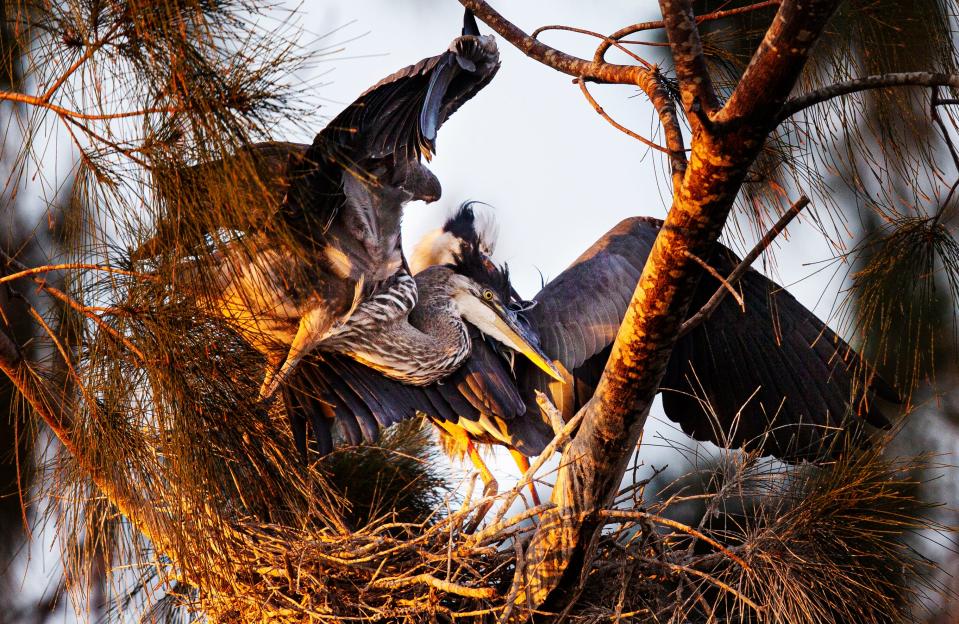 Great Blue herons interact in a nest at Lakes Park in Fort Myers on Tuesday, March 21, 2023. A great blue heron was recently shot and killed in Collier County.