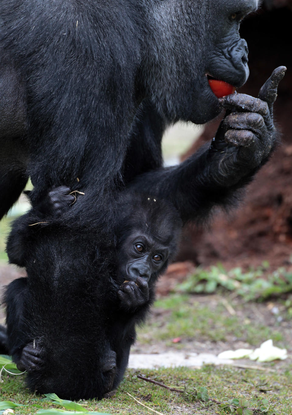 BRISTOL, ENGLAND - MAY 04: Bristol Zoo's baby gorilla Kukena holds onto his mother as he takes some of his first steps as he ventures out of his enclosure with his mother Salome at Bristol Zoo's Gorilla Island on May 4, 2012 in Bristol, England. The seven-month-old western lowland gorilla is starting to find his feet as he learns to walk having been born at the zoo in September. Kukena joins a family of gorillas at the zoo that are part of an international conservation breeding programme for the western lowland gorilla, which is a critically endangered species. (Photo by Matt Cardy/Getty Images)