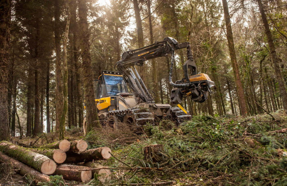 The tours will cover issues such as sustainable timber production and how woodlands are designed to create habitats for wildlife (Forestry Commission/PA)