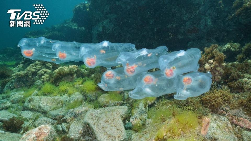 「海樽」可讓海洋中的碳沉入海底，減少溫室氣體。（示意圖／達志影像shutterstock）