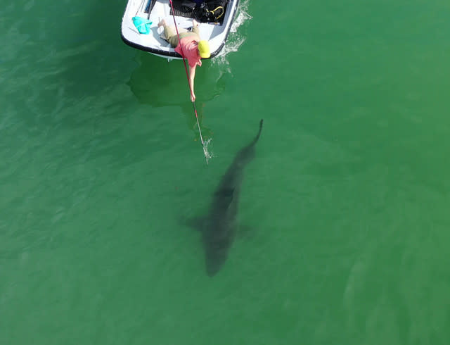 Baby Sharks Prefer Swimming By The Shore, Research Suggests