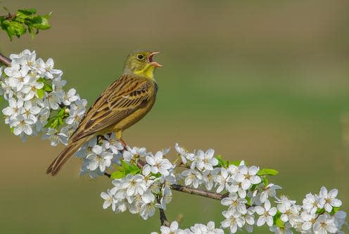 <span class="caption">As bird populations decline globally, the soundscapes of our natural world become less diverse.</span> <span class="attribution"><span class="source">Simonas Minkevicius</span>, <span class="license">Author provided</span></span>