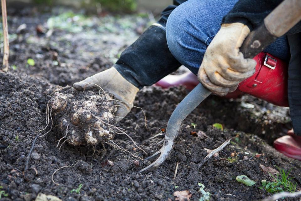 perennial vegetables