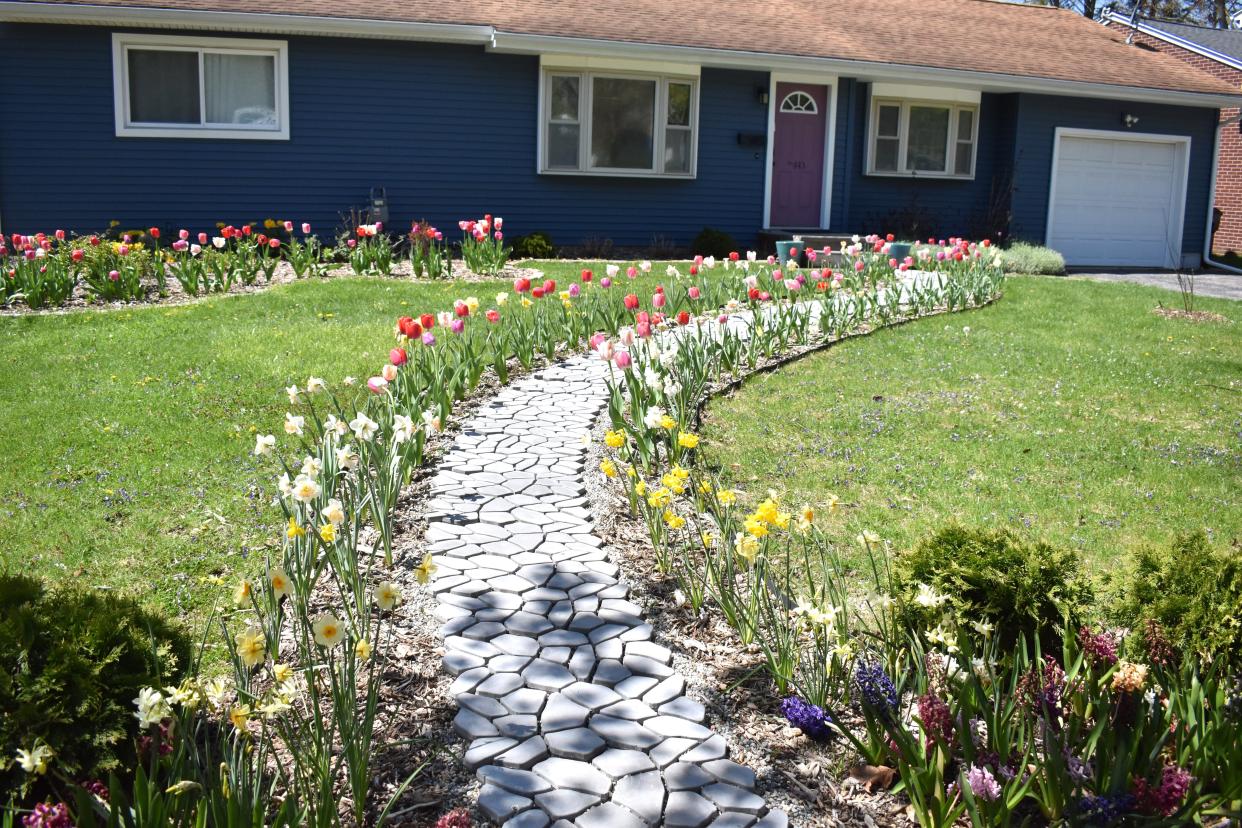 The gardens of Katie Rasmussen and Stephen Mitchell, who live at 443 N. McKenzie St. in Adrian, have been named the April 2024 Garden of the Month by the Adrian Garden Club. Pictured is the walkway of tulips leading to the front door.