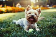 <p>According to the American Kennel Club, Yorkies are <a href="https://www.akc.org/dog-breeds/yorkshire-terrier/" rel="nofollow noopener" target="_blank" data-ylk="slk:often named the most popular dog breed;elm:context_link;itc:0;sec:content-canvas" class="link ">often named the most popular dog breed</a> in various American cities. It's easy to see why: They're adorable, great with kids, and have plenty of personality. Rover.com also credits their popularity to how little they shed. Because Yorkies' hair grows at the same rate all year long, <a href="https://go.redirectingat.com?id=74968X1596630&url=https%3A%2F%2Fwww.rover.com%2Fblog%2Fyorkies-shed-answer-might-surprise%2F&sref=https%3A%2F%2Fwww.womansday.com%2Flife%2Fpet-care%2Fg25440167%2Fdogs-that-dont-shed%2F" rel="nofollow noopener" target="_blank" data-ylk="slk:they don't shed nearly as much as other dogs;elm:context_link;itc:0;sec:content-canvas" class="link ">they don't shed nearly as much as other dogs</a> who need a heavier coat come winter. </p>