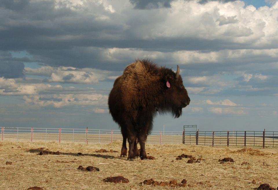 FILE - This April 24, 2012 photo shows a buffalo on the Fort Peck Reservation near Poplar, Mont. A Montana judge halted further transfers of Yellowstone National Park bison on Wednesday, May 9, 2012 dealing a significant blow to a government-sponsored conservation effort struggling to overcome livestock industry opposition. (AP Photo/Matthew Brown)