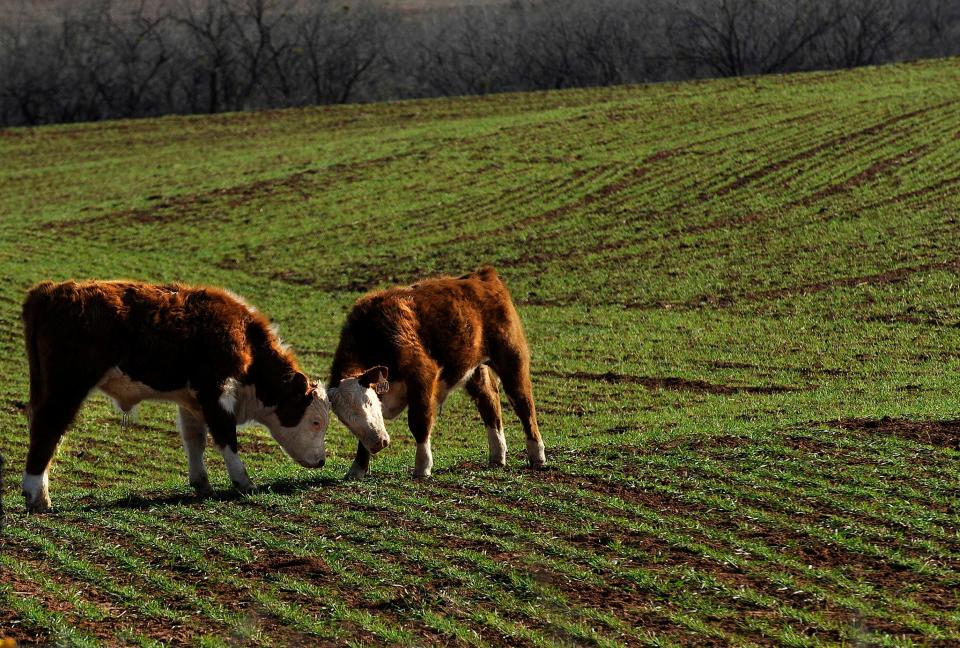 Cattle bump heads and play in a wheat field along State Highway 70 in 2015. In the early years of the area, cattle had been known to outnumber people in Fisher County.