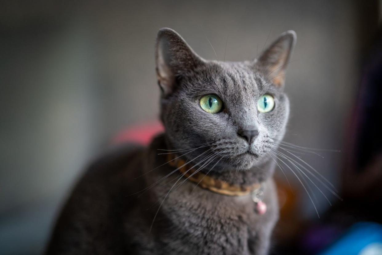 a gazing russian blue