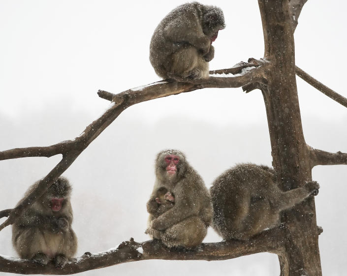 A mother snow monkey holds her baby while hunkering down with other snow monkeys during a snowstorm Tuesday, Nov. 29, 2022, at the Minnesota Zoo in Apple Valley, Minn. They are native to three of Japan's four main islands. (David Joles/Star Tribune via AP)
