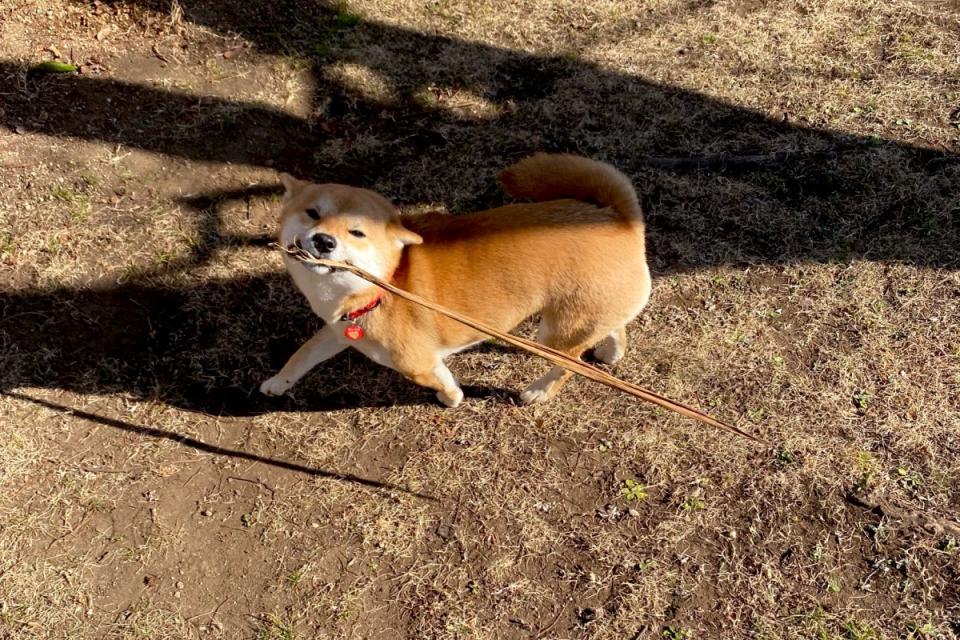 ▲柴犬微笑秀戰利品，卻遭飼主和網友歪樓：「看起來超強！」（圖／Twitter：ShockingParty） 