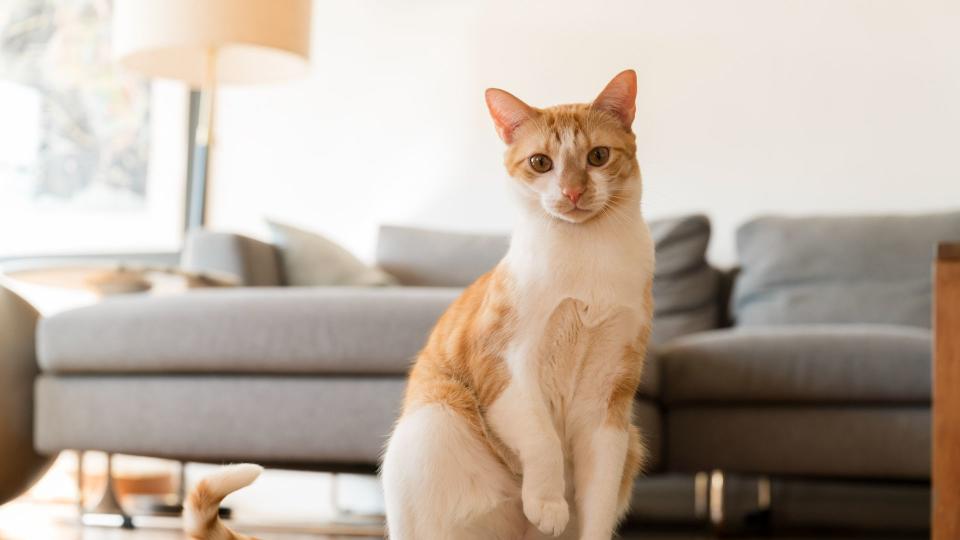 Cat sitting in front of a couch