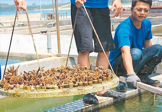 今年澎湖縣水產種苗繁殖場突破技術成功研發「珊瑚培育桶」，榮獲中華民國專利證書，保育士氣大振奮。（陳可文攝）