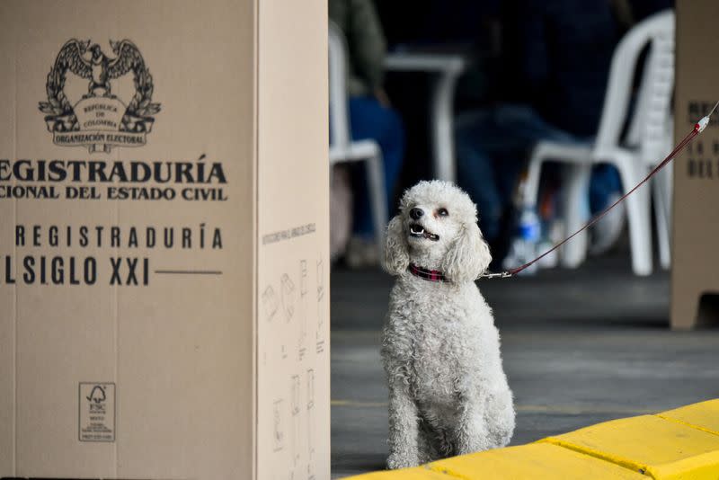 Un perro permanece sentado en un puesto de votación durante las elecciones locales y regionales en Bogotá