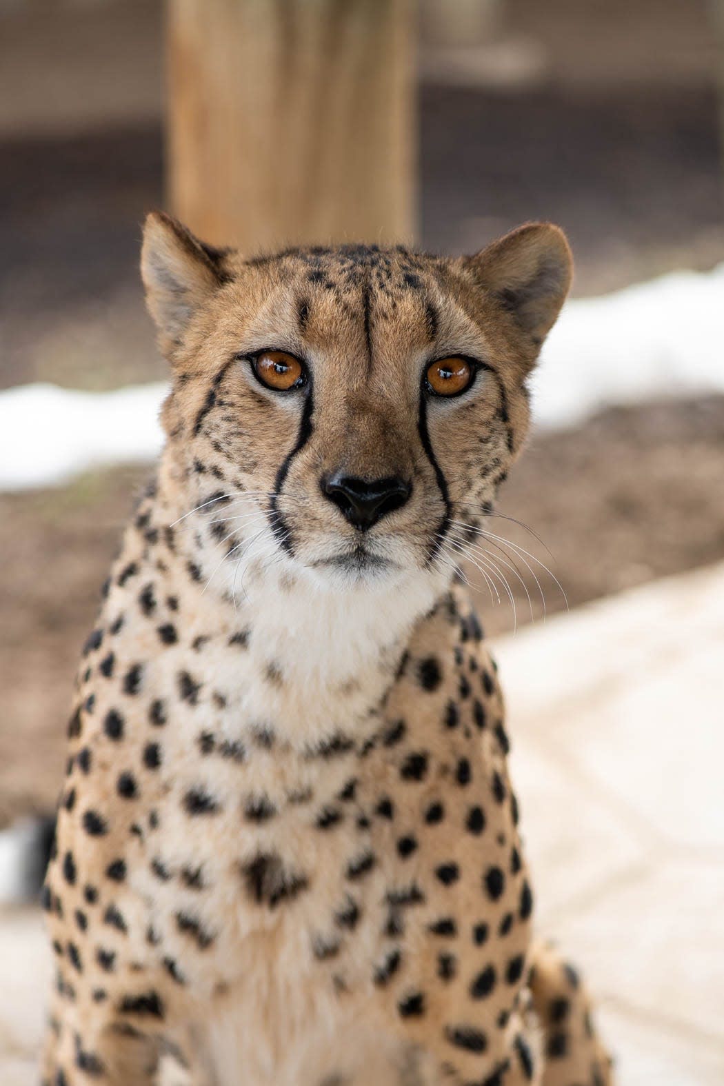 Isabelle, a 4-year-old cheetah at the Columbus Zoo & Aquarium