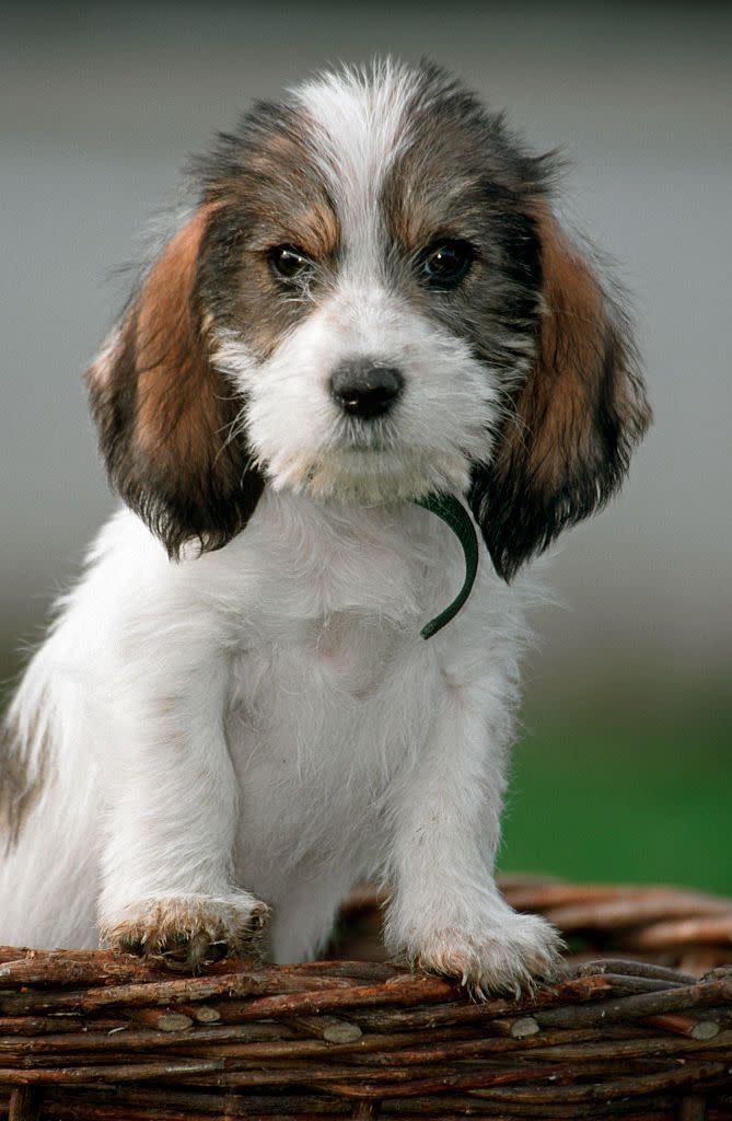 Grand Basset Griffon Vendeen