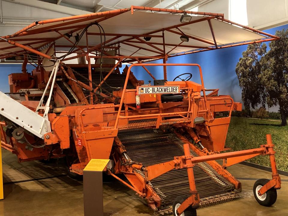 Huge Holt Side-hill Harvester, circa 1928, is huge UC Blackwelder Tomato Harvester made for vast fields of tomatoes.