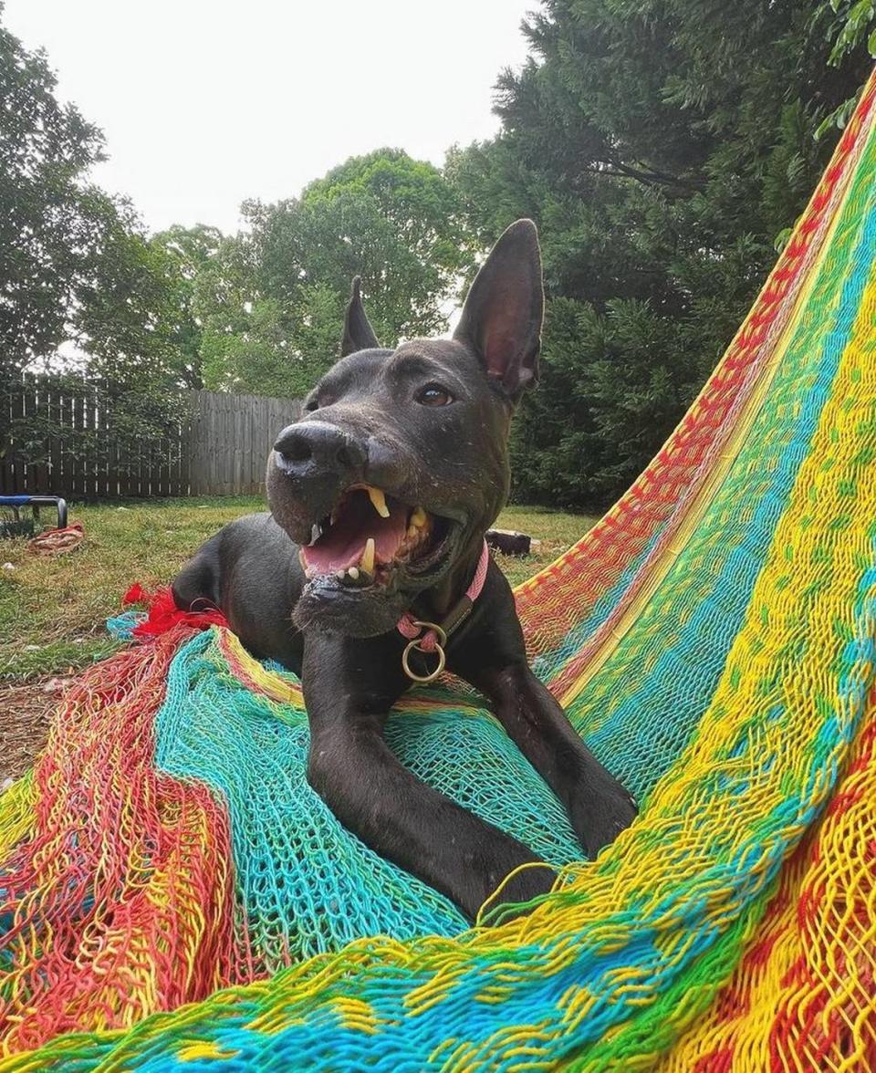 Persephone, an 8-year-old black brindle pit bull terrier, looked for her forever home for more than 248 days.