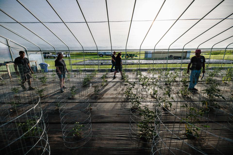 OK EAT staff walks through the tomato tent, checking on the plants' progress and looking for signs of insects and disease.