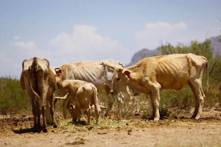 Vacas pastan en medio de las consecuencias de la sequía en el municipio de Coyame, en el estado de Chihuahua