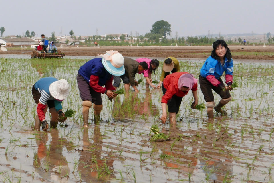 In this May 17, 2019, photo, North Korean farmers plant rice seedlings in a field at the Sambong Cooperative Farm, South Pyongan Province, North Korea. The month of May is usually the crucial rice transplanting season in North Korea, when seedlings are taken out of their beds and put into the main rice fields. UN agencies have recently warned that North Korea faces more hunger, after last year’s harvest was down, and a lack of rainfall for this year’s farming. (AP Photos/APTN)