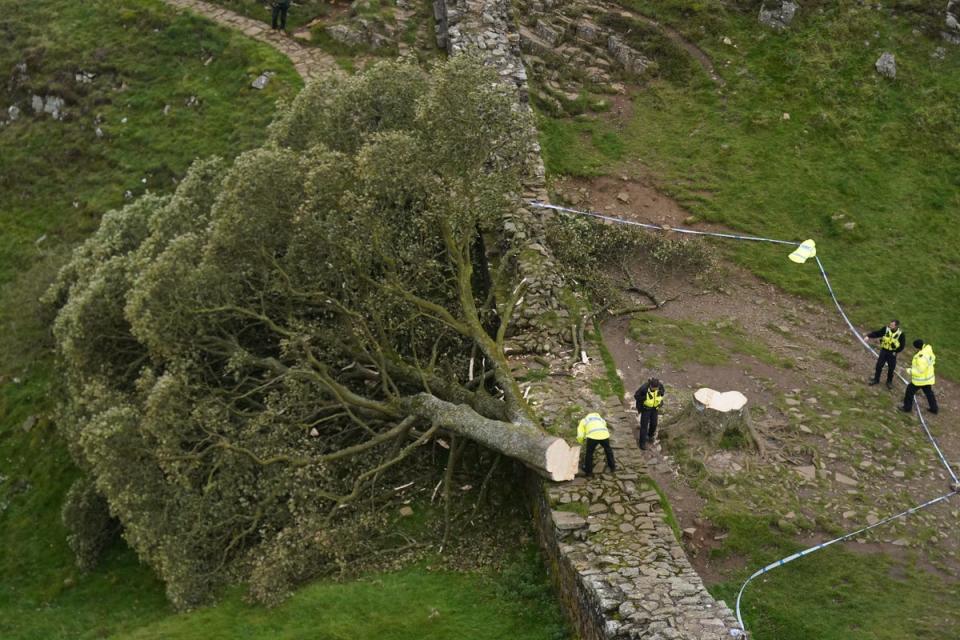 The felled tree at Sycamore Gap beside Hadrian’s Wall (Owen Humphreys/PA) (PA Archive)