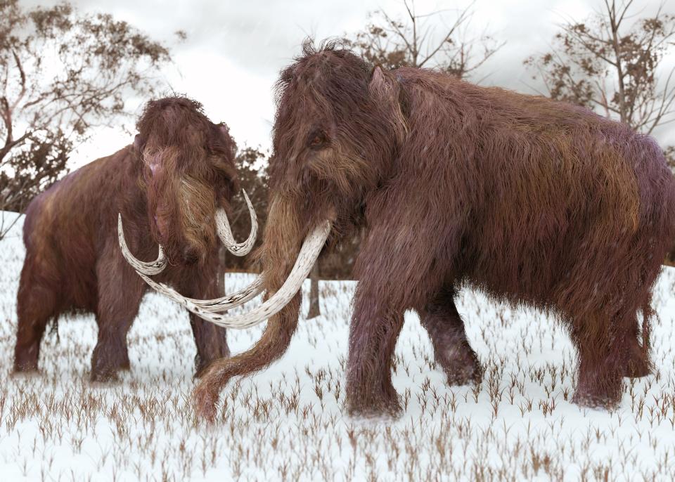 A firm raises $15m to bring back woolly mammoth from extinction