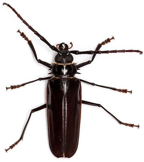 A Palo Verde beetle found in Alamo Canyon near Pena Blanca Lake, Santa Cruz County, Arizona.