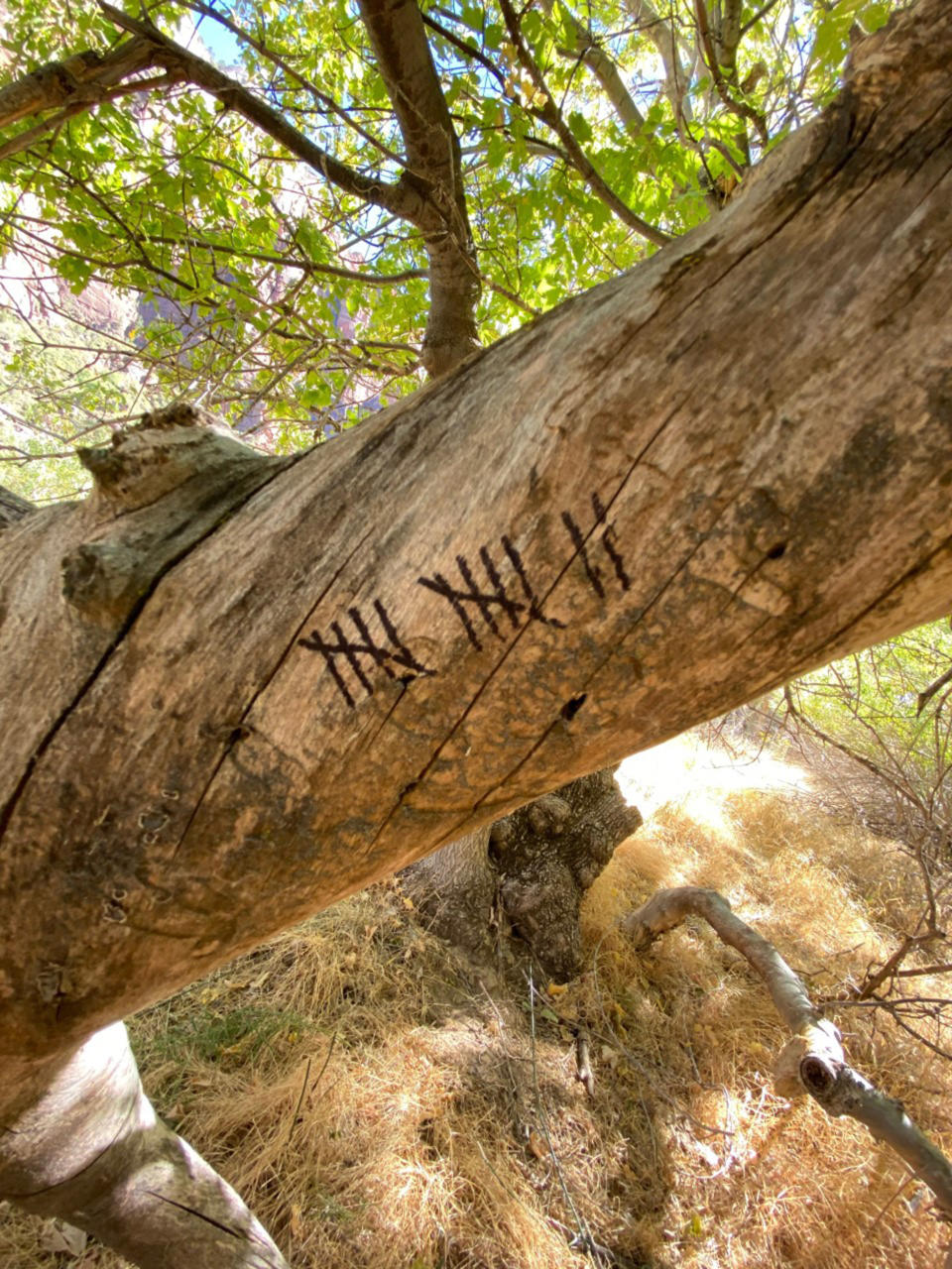 Holly Courtier kept track of the days with a Sharpie and a tree branch after entering Zion National Park without a cell phone or functioning watch, her sister said.  (Family of Holly Courtier)
