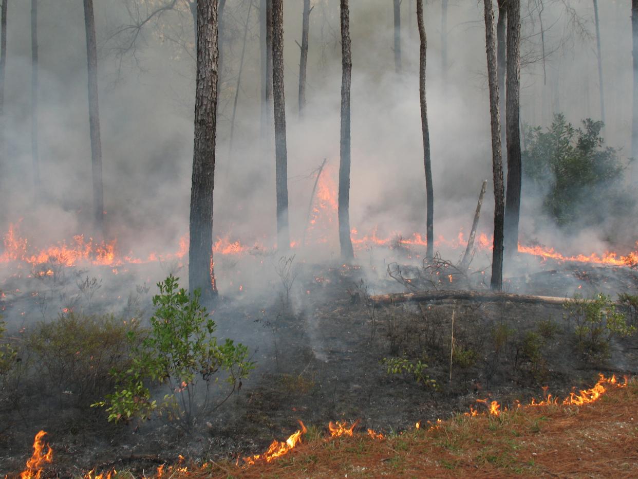 Prescribed burn is one of the tools for preventing wildfire.