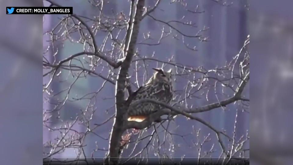 An eagle owl that escaped the Central Park Zoo is still on the loose. / Credit: Twitter user Molly_Bangles