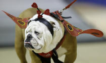 Linus the Love Bug walks across the stage during judging at the 35th annual Drake Relays Beautiful Bulldog Contest, Monday, April 21, 2014, in Des Moines, Iowa. The pageant kicks off the Drake Relays festivities at Drake University where a bulldog is the mascot. Linus is owned by Rebecca Richardson, of Washington, Ill. (AP Photo/Charlie Neibergall)