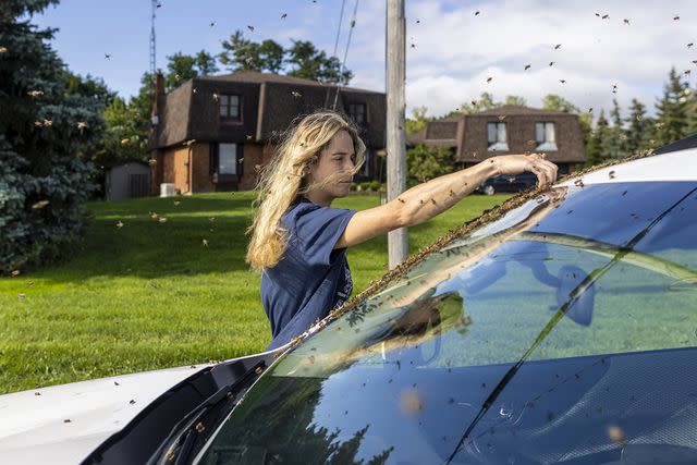 <p>Carlos Osorio/The Canadian Press via AP</p> Beekeeper Terri Faloney uses her hand to remove bees from a car in Burlington, Ontario