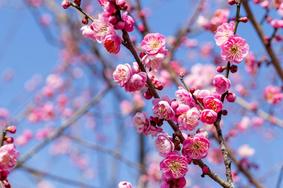 Lunar New Year also is a time for admiring the plum blossom, which is a plant that flowers so early in the season that snow is sometimes still on the ground. Plum blossoms bear fruit in summer.