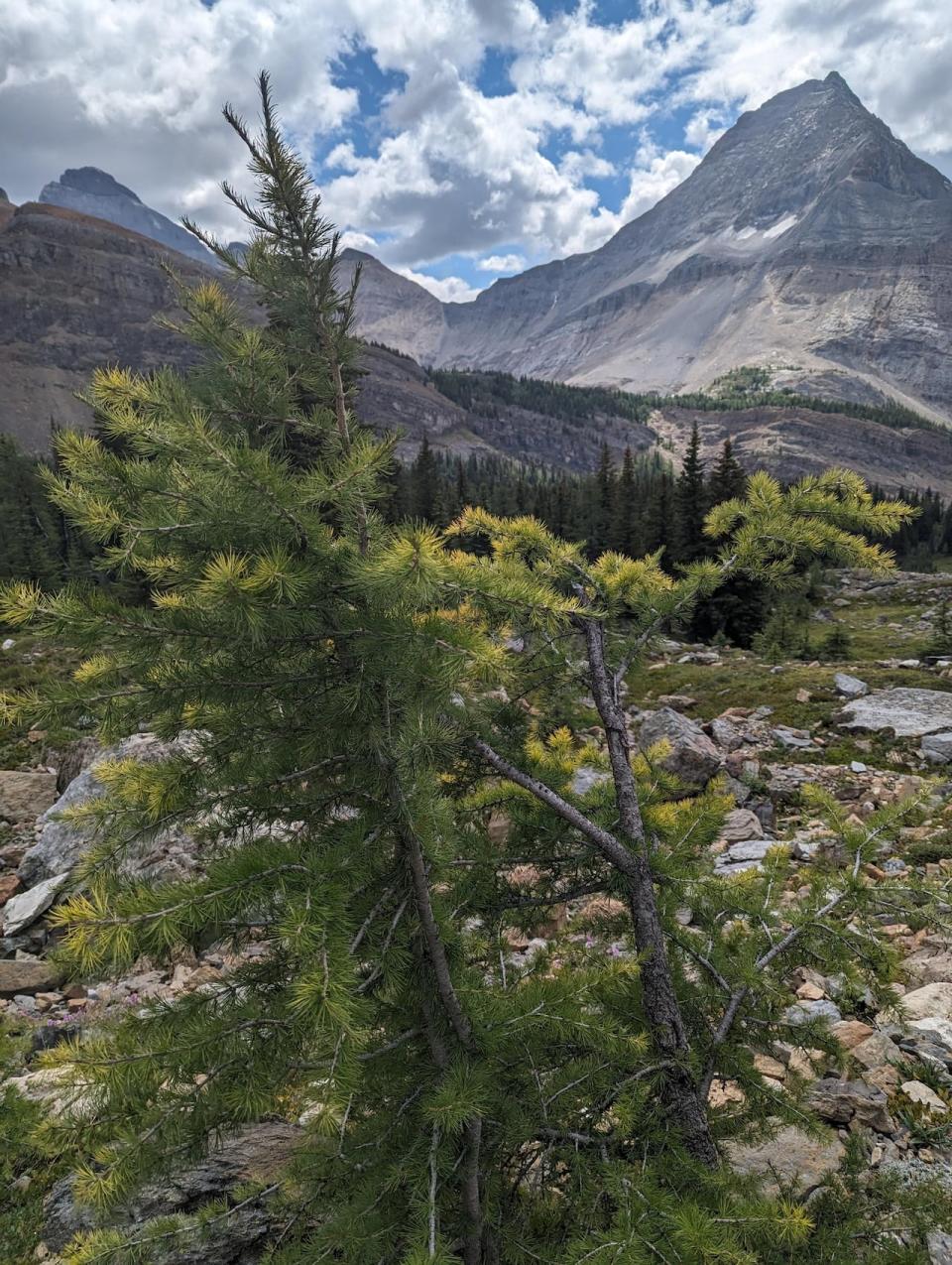 A Calgary biology professor says it's too early to tell if all larches will turn early, or if it's a sign of heat and drought stress in some trees.