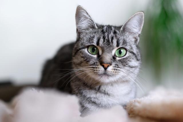 grey and white kitten with green eyes