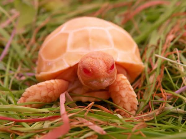 cute-turtles-and-tortoises-105__605