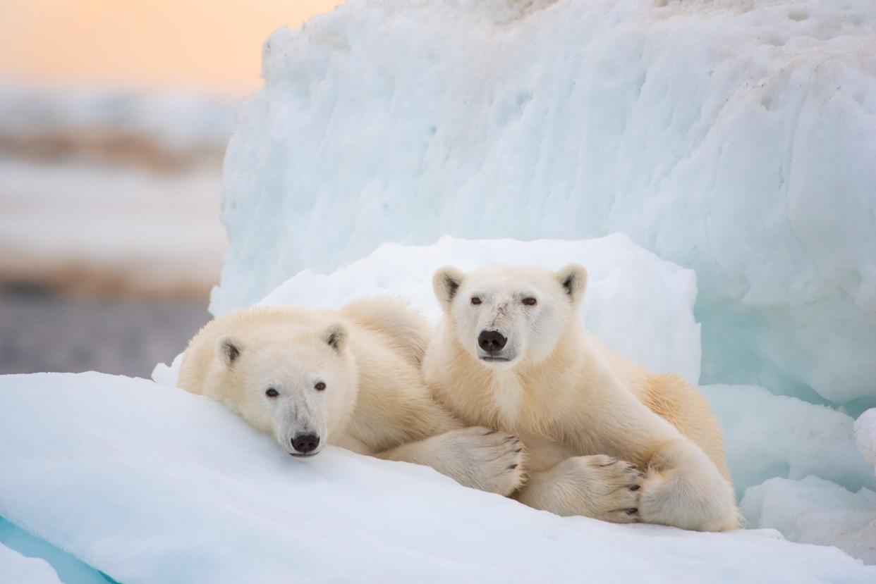 "Polar Bear," Disney's annual Earth Day documentary, explores the world of the title creatures.