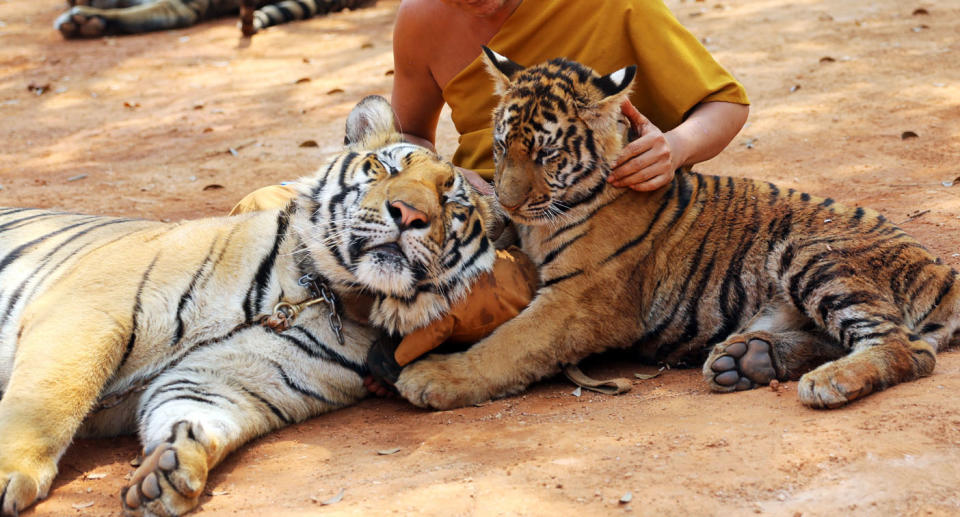 Two tigers pictured at the Tiger Temple near Bangkok. Source: AP