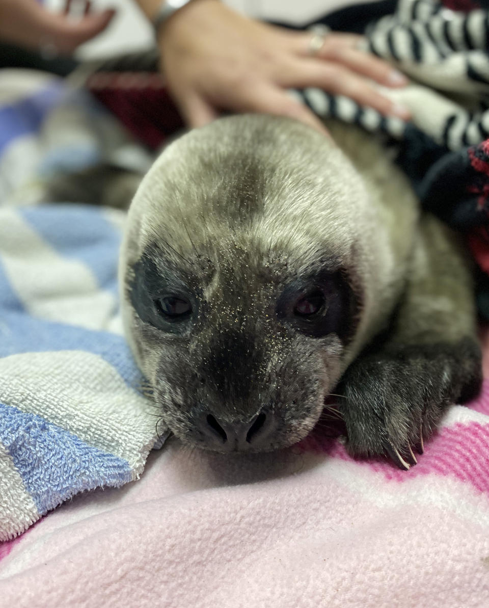 Sidney was taken to the Pacific Marine Mammal Center, where staff had to provide around-the-clock care and feed her every two hours. This snapshot was taken during Sidney's first night at the center. (PMCC)