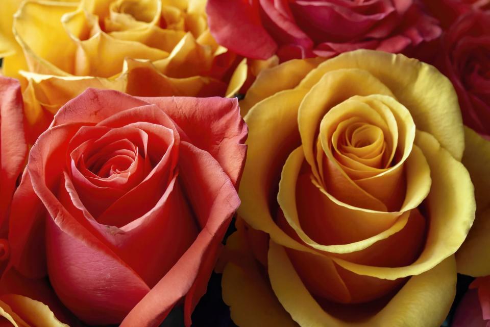 Red and Yellow Roses