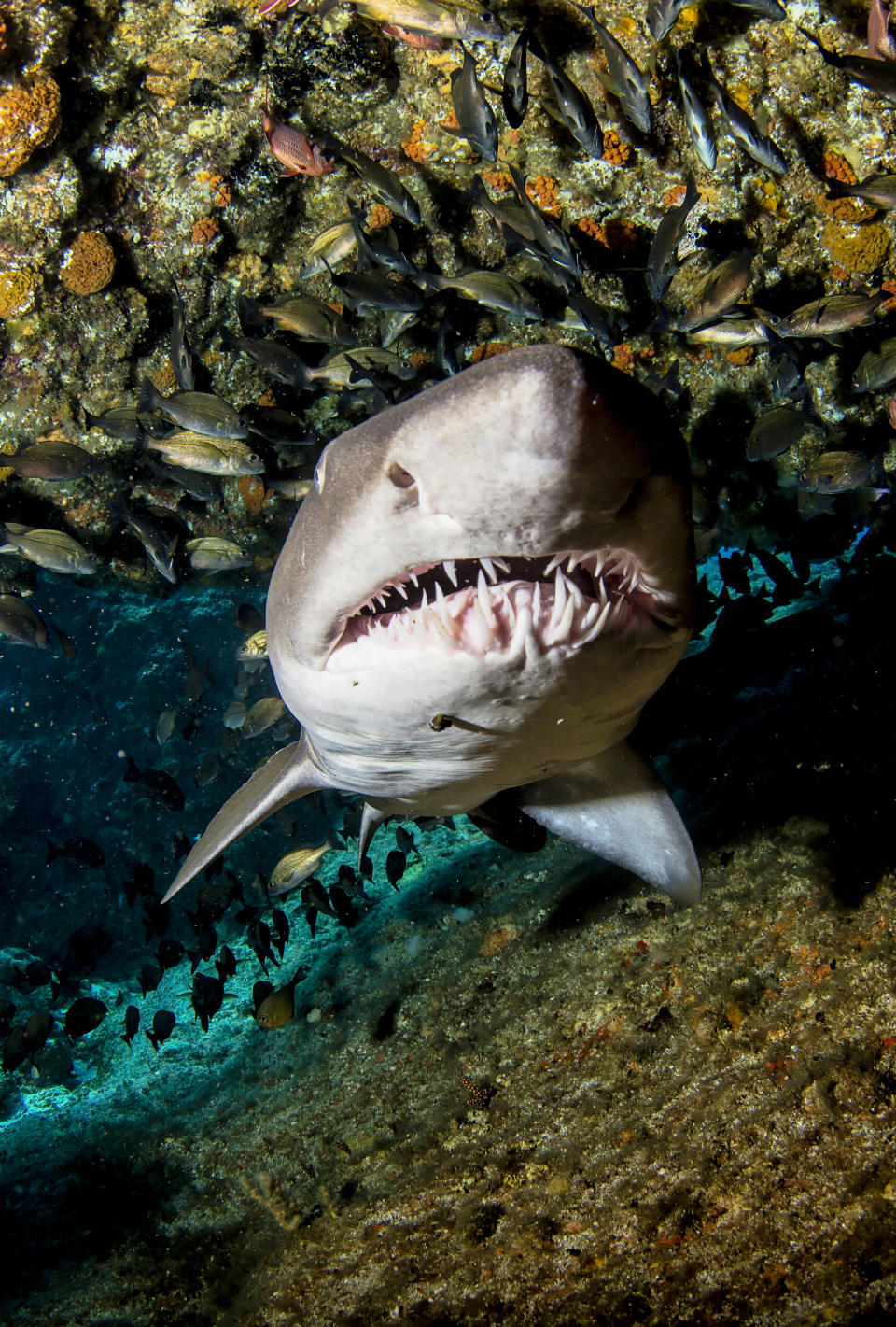 Shark swimming underwater amidst a school of fish near a rocky outcrop