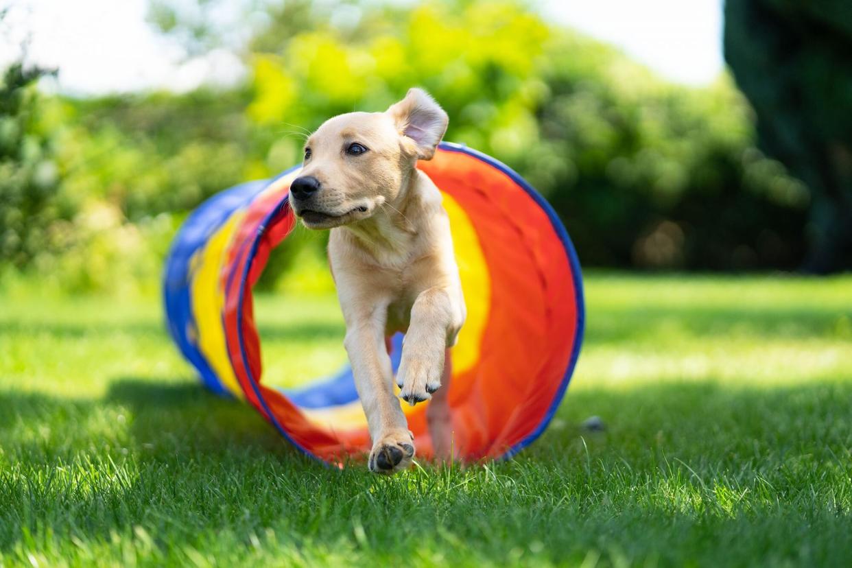 young dog running through a colorful agility tunnel outside on an agility course