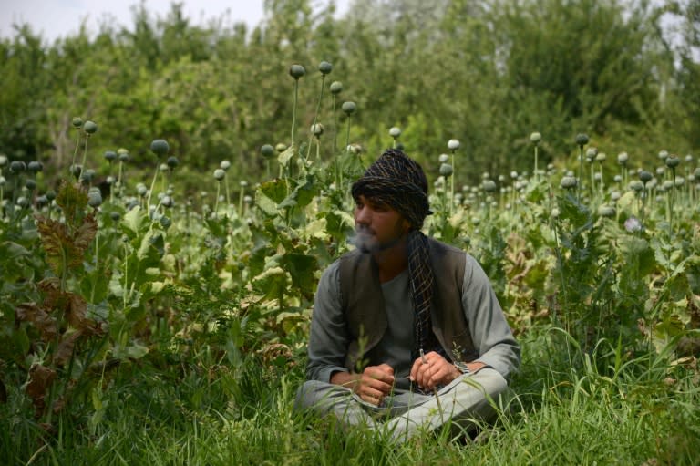 An Afghan labourer takes a break while working in a poppy field on the outskirts of Mazar-i-Sharif