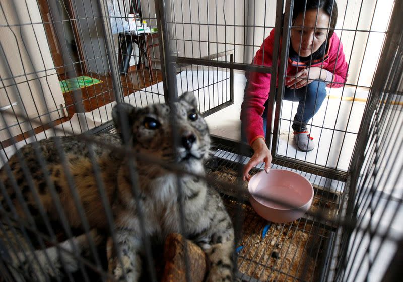 Bugu-Enye public foundation president Saltanat Seitova gives water to a wounded snow leopard Jaabars during its rehabilitation outside Bishkek