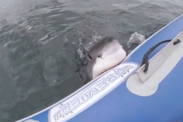 great-white-shark-attacks-inflatable-boat