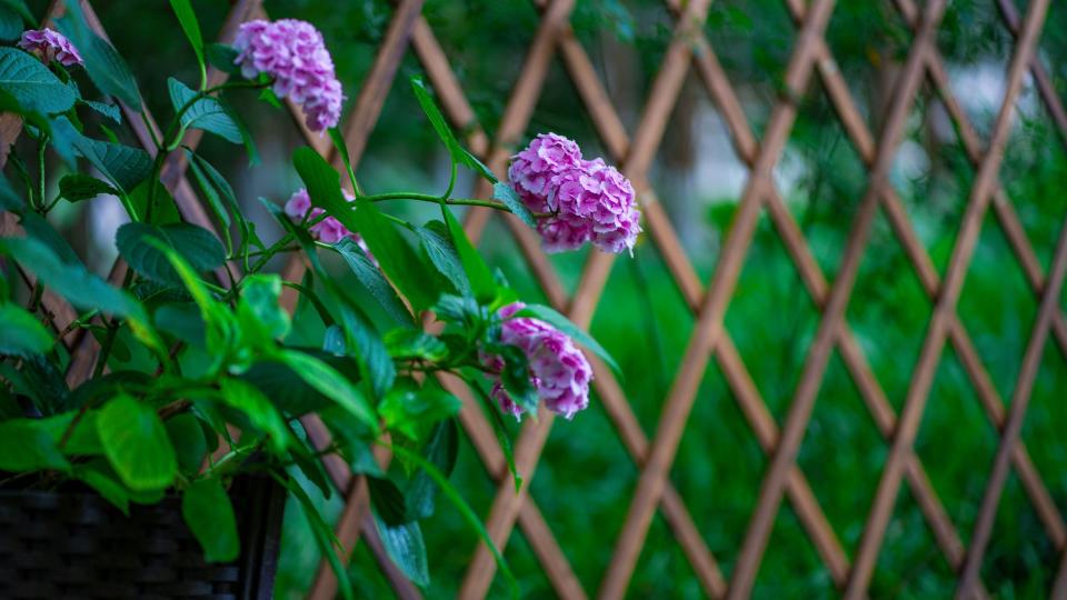 Lattice privacy fence