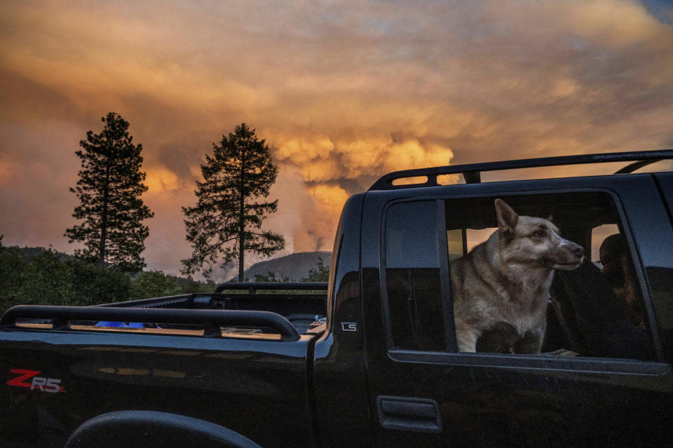 Un camión atraviesa la población de Foresthill en el condado de Placer, California, mientras arde el incendio Mosquito, 8 de setiembre de 2022. (AP Foto/Noah Berger)