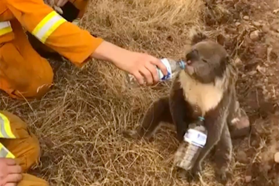 In this image made from video taken on Dec. 22, 2019, and provided by Oakbank Balhannah CFS, a koala drinks water from a bottle given by a firefighter in Cudlee Creek, South Australia.