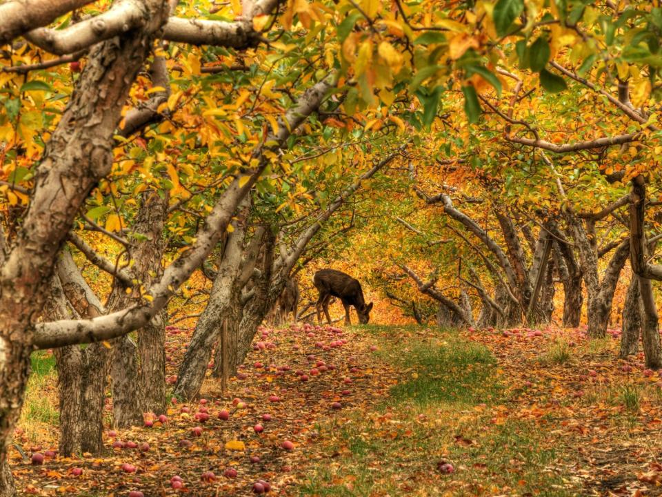 apple orchard