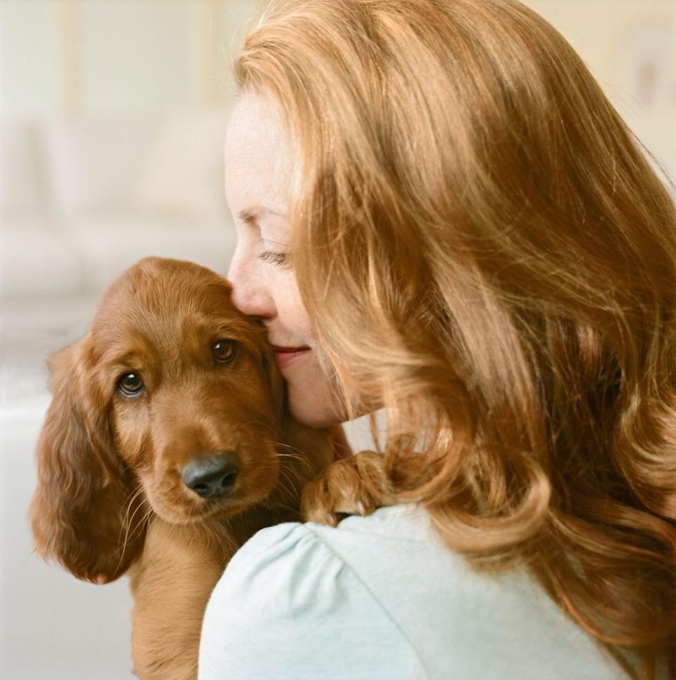 most loyal dog breeds irish setter